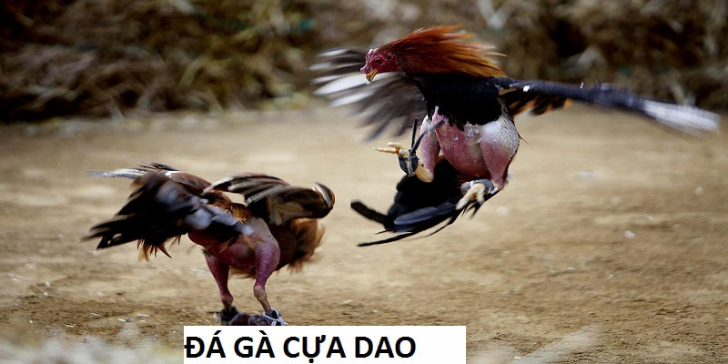 đá gà cựa dao